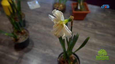 Раскрываем секреты выгонки луковичных растений