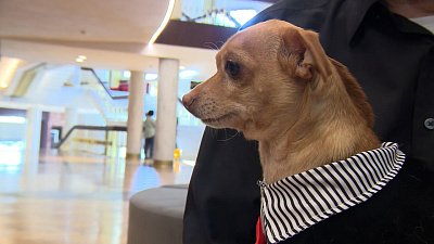 В Челябинске в драмтеатре провели кастинг собак