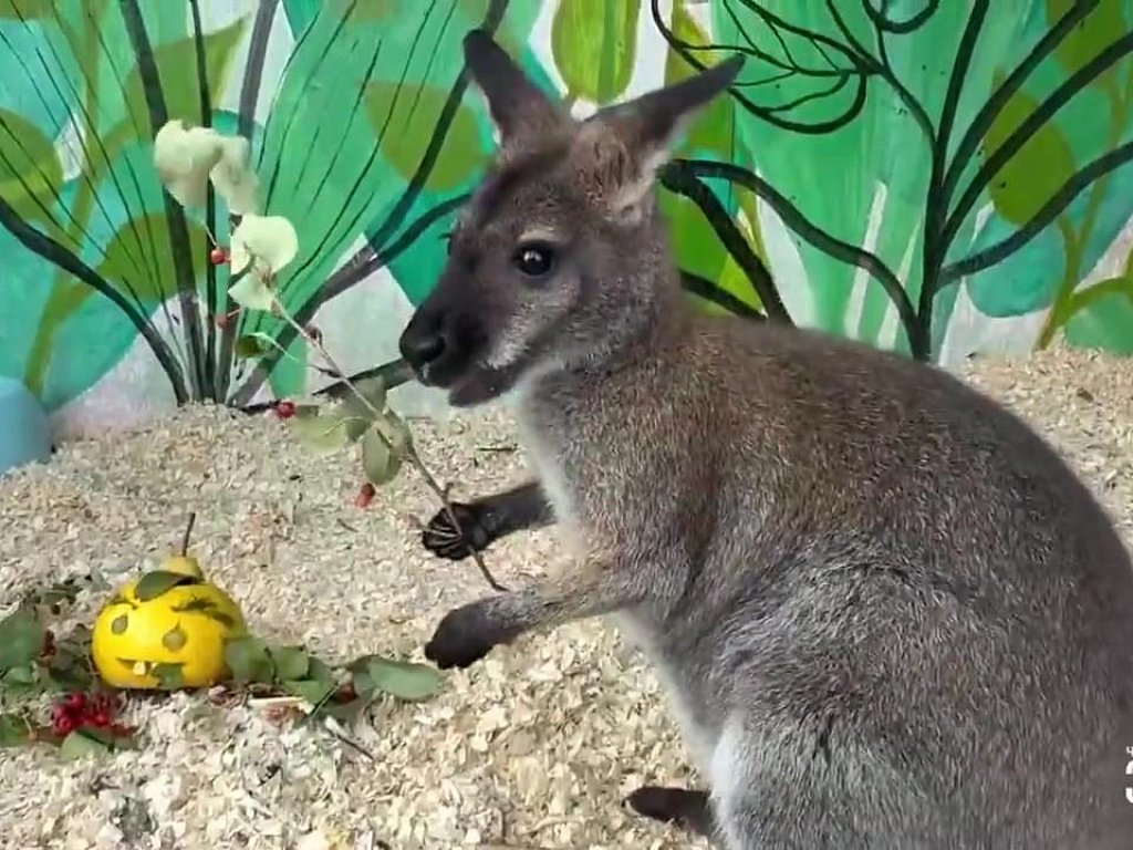 Ozarbayjon seks video