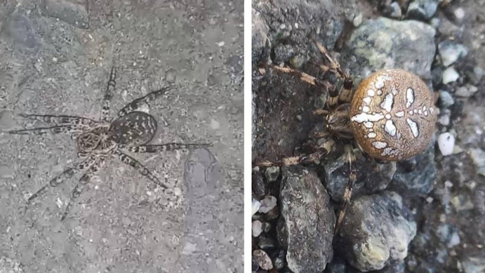 Паук выпрыгнул из уха ребенка во время осмотра в бурятской больнице