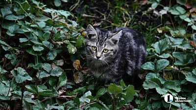 В челябинских садах замерзают брошенные кошки и собаки