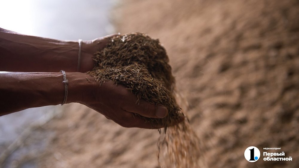 В 2025 году урожайность зерна в Челябинской области выросла на 20%