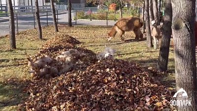 В Челябинском зоопарке показали осеннюю прогулку альпака