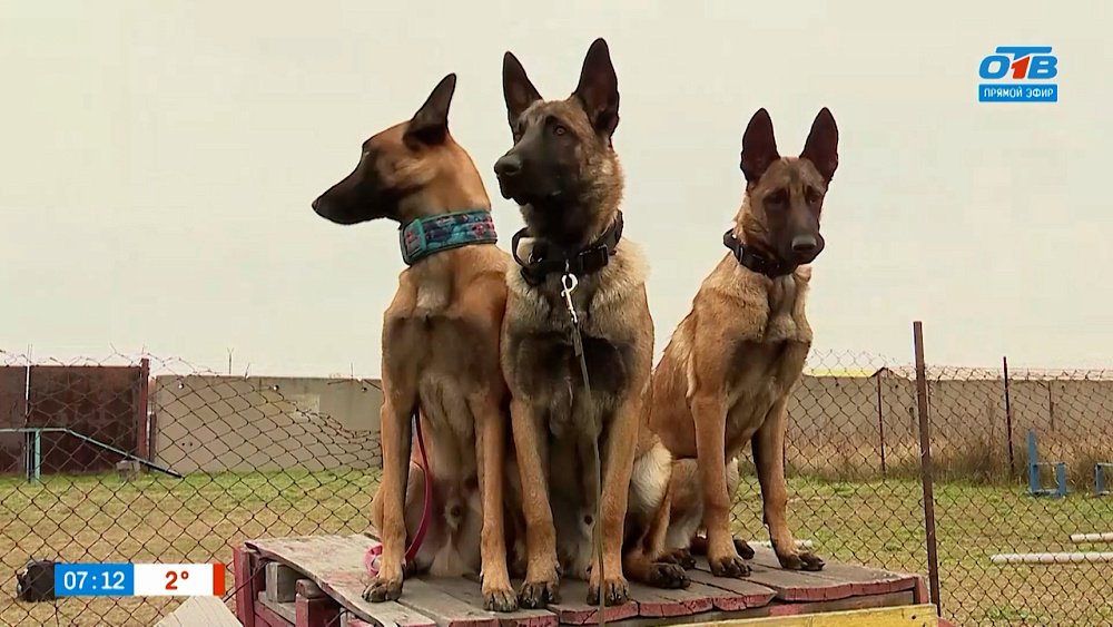 Малинуа в рубрике «Усы, лапы и хвост»