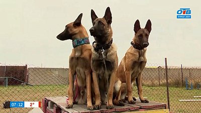 Малинуа в рубрике «Усы, лапы и хвост»