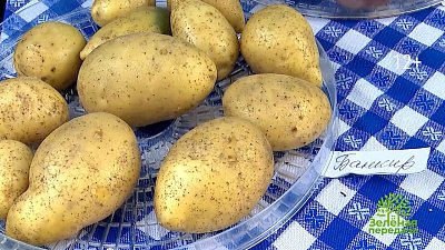 Как выбрать ранние сорта картофеля?