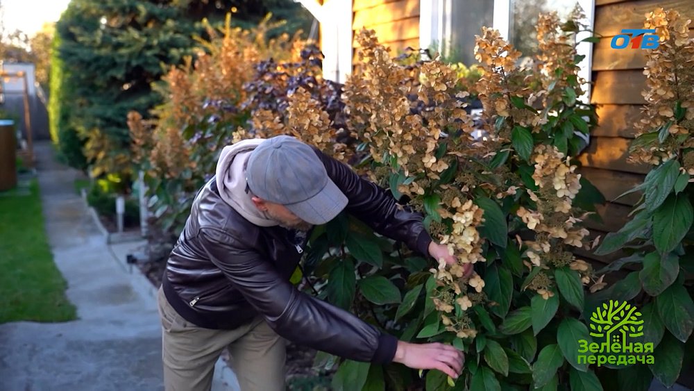 Осенняя обрезка гортензий
