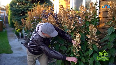 Осенняя обрезка гортензий