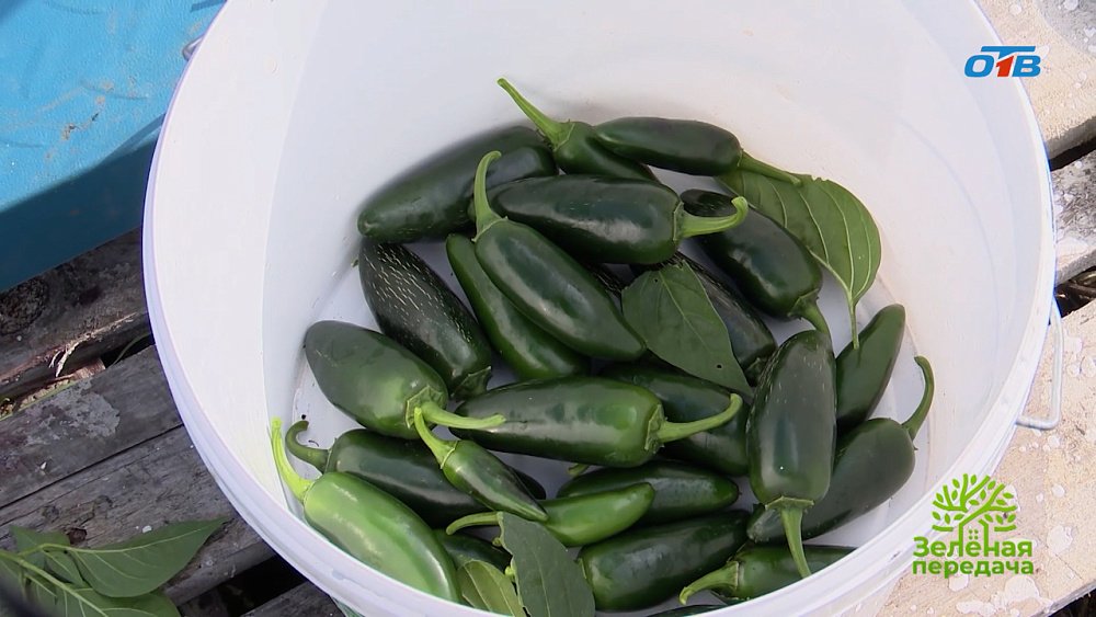 Cуперхоты — сорта перца, отличающиеся экстремальным уровнем остроты