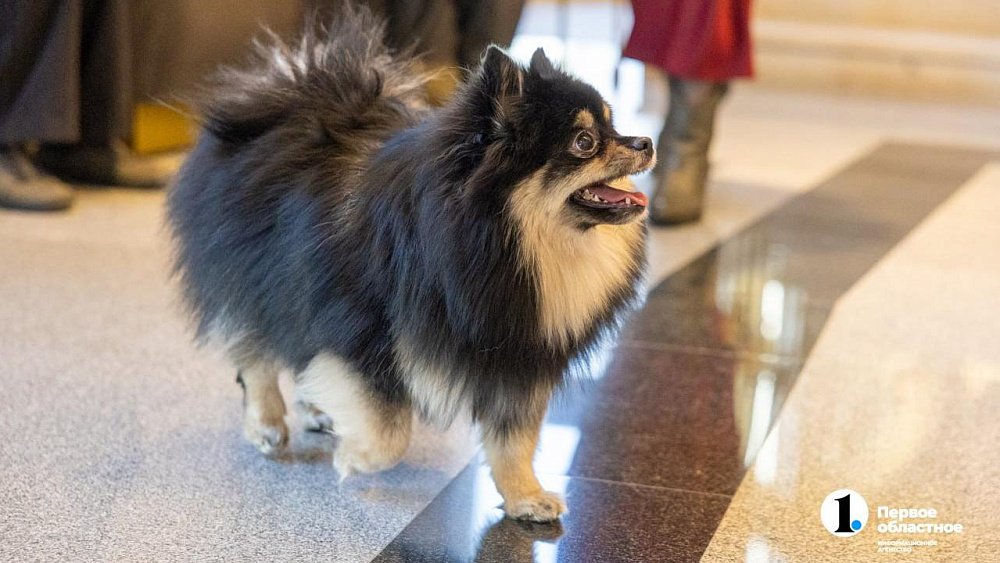 Покупку незаконного ветпрепарата в аптеке Челябинска сняли скрытой камерой