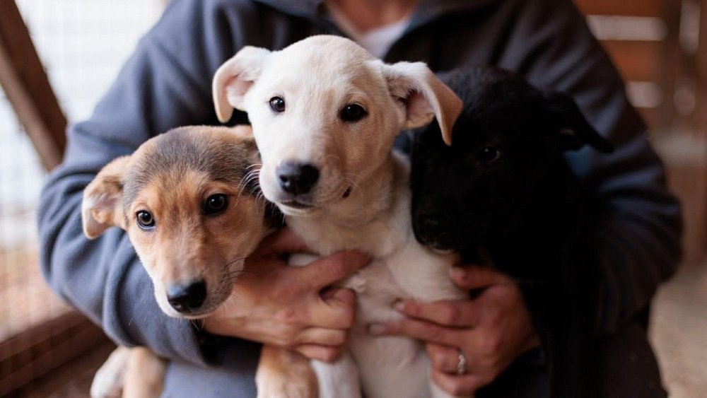 Дом для кошек и собак сделали уютнее осужденные исправительного центра в Копейске