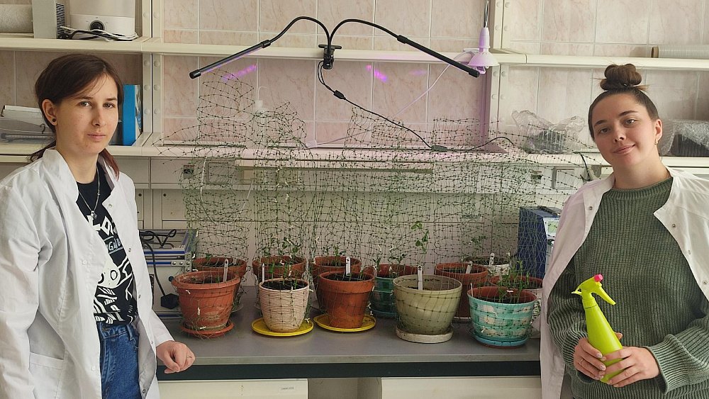 В Челябинске создают удобрения с наноцинком для защиты растений