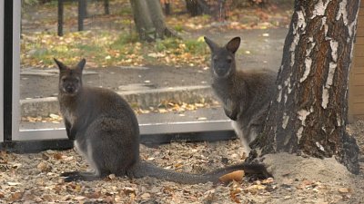 В Челябинском зоопарке поселился новый кенгуру