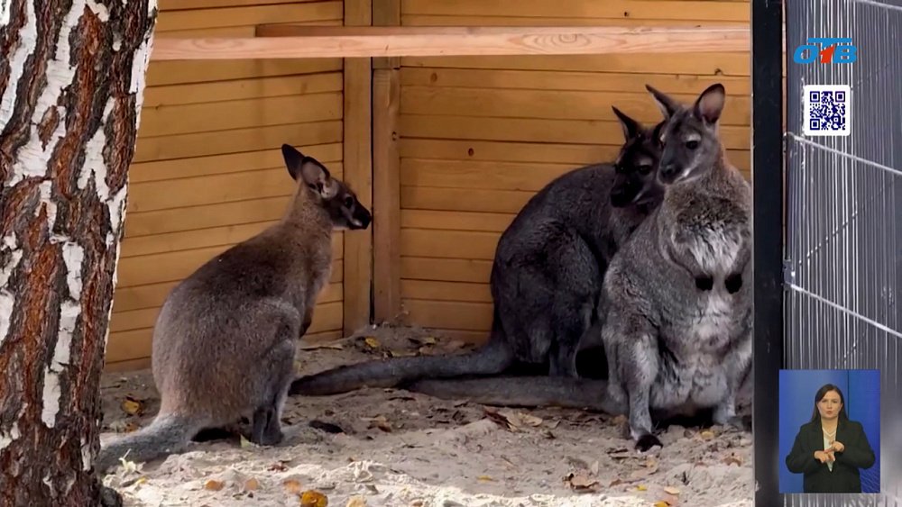 В Челябинский зоопарк привезли кенгуру