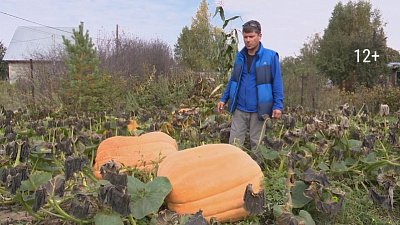 Как вырастить огромные тыквы?