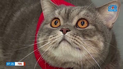 Какие опасности ждут питомца дома? — в рубрике «Усы, лапы и хвост»