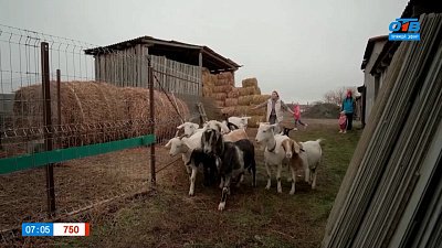Расскажем о хозяйстве семьи Сесоровых рубрике «Мой бизнес: готовый продукт»
