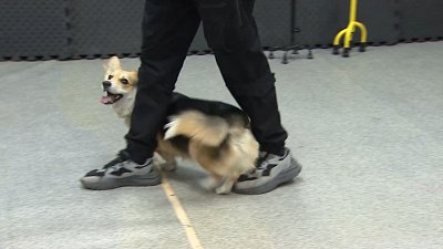 В Челябинске собаки реабилитируют детей с нарушениями опорно-двигательного аппарата