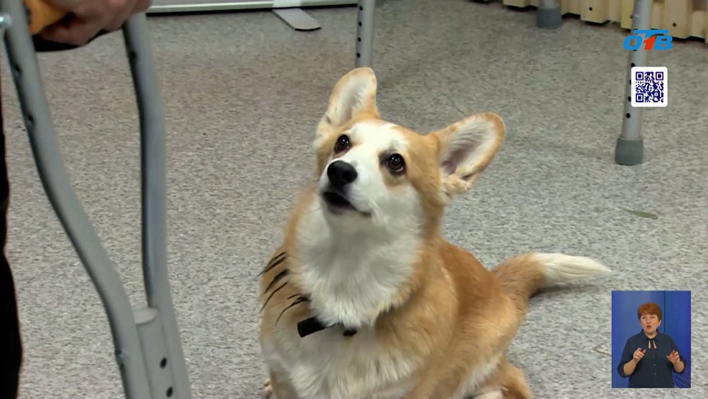 В Челябинске детей лечат собаки