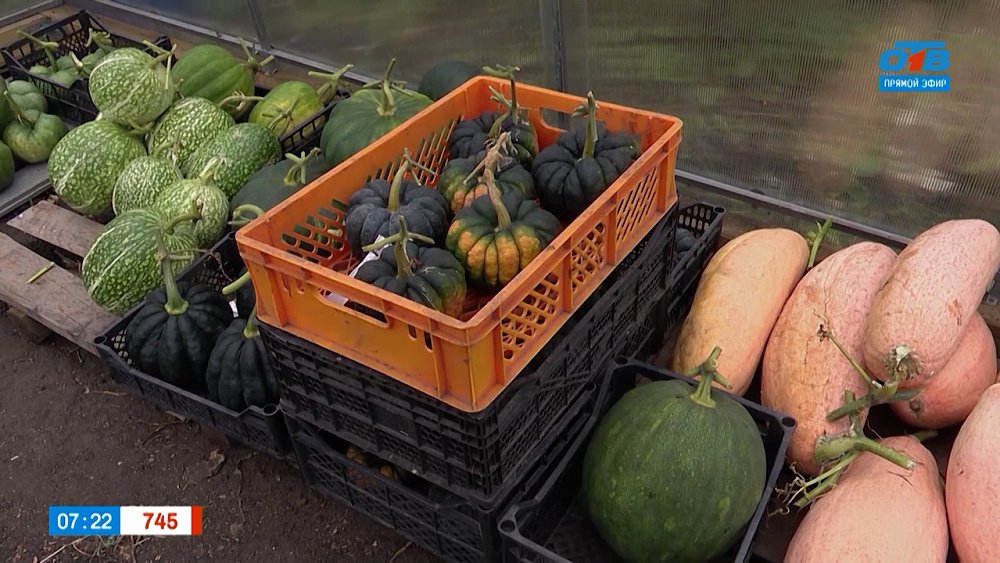 Яркие и сладкие тыквы в рубрике «Руки садовода»