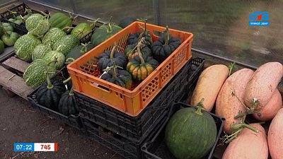 Яркие и сладкие тыквы в рубрике «Руки садовода»