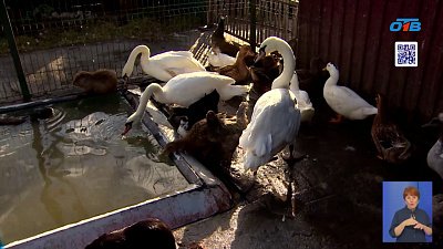 В Челябинске приюту «Спаси меня» помогают подготовиться к зиме