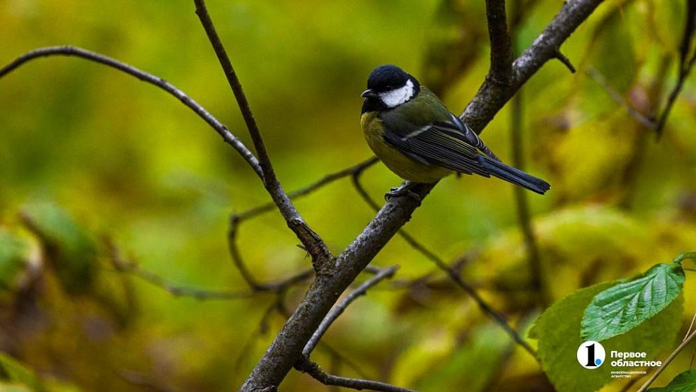 В Челябинской области 27 октября обещают перепад температур от −10 до +16