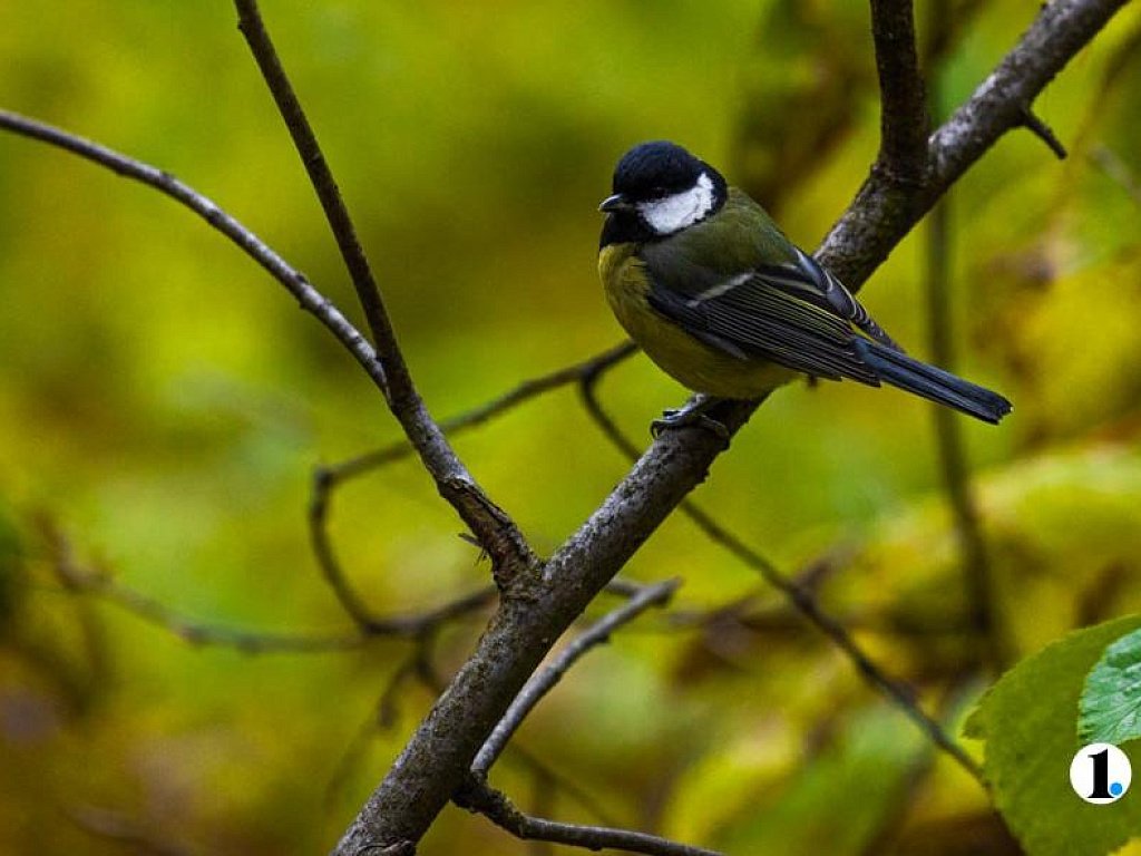 В Челябинской области 27 октября обещают перепад температур от −10 до +16
