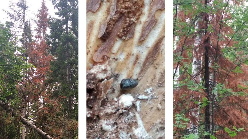 Две новые карантинные зоны по уссурийскому полиграфу установлены в Челябинской области