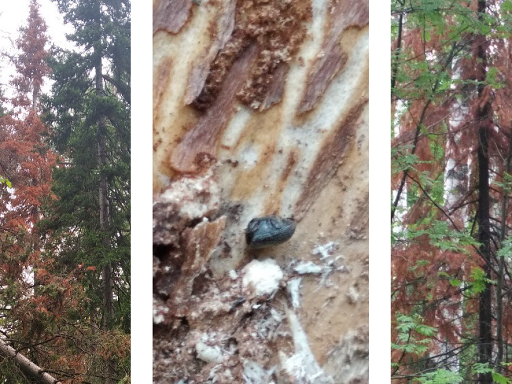 Две новые карантинные зоны по уссурийскому полиграфу установлены в Челябинской области