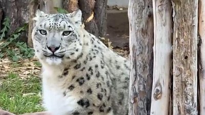 В Челябинском зоопарке поздравили барсов с их днем