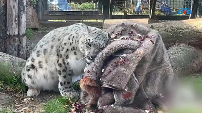 Отмечают Международный день снежного барса