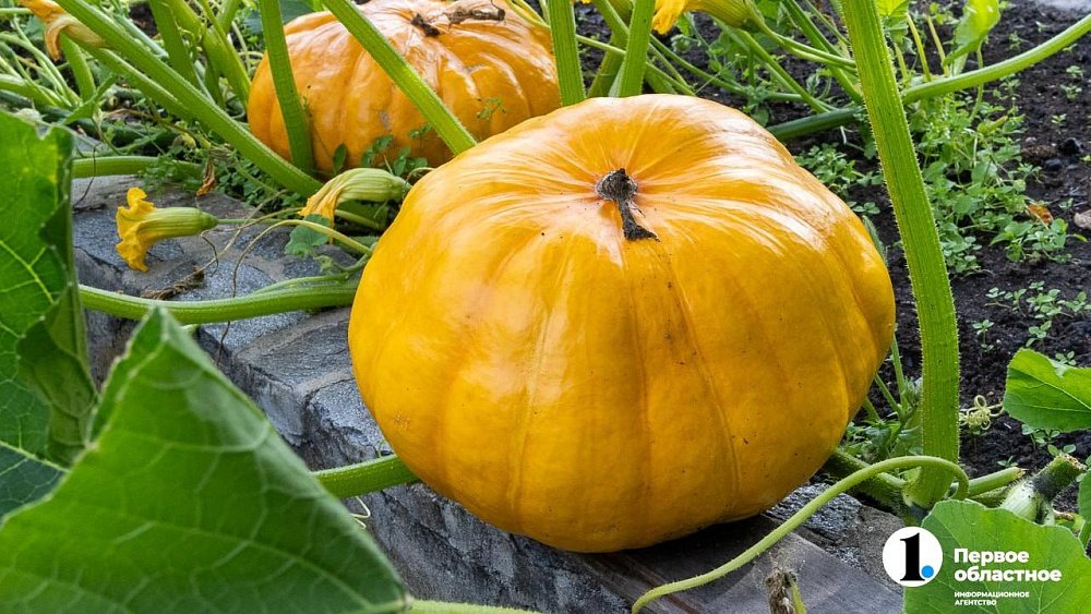 В Челябинской области продают тыкву за 1800 рублей