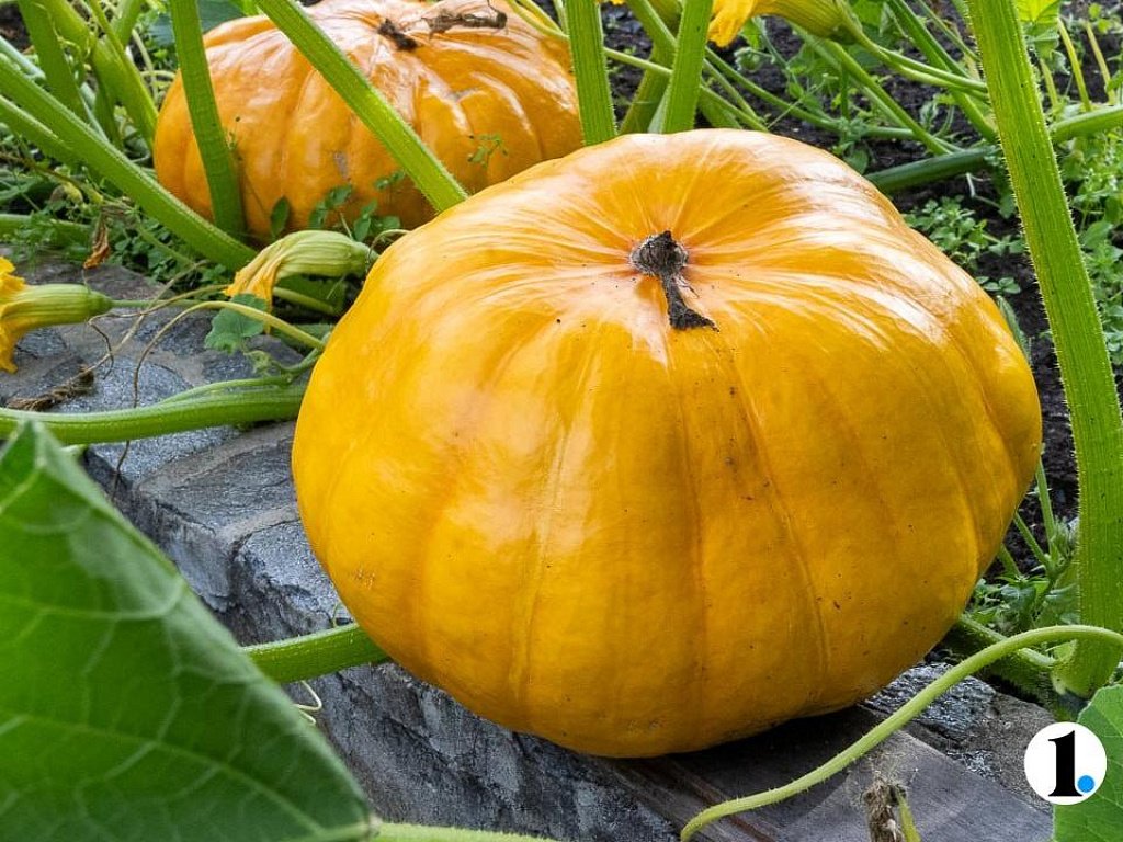 В Челябинской области продают тыкву за 1800 рублей