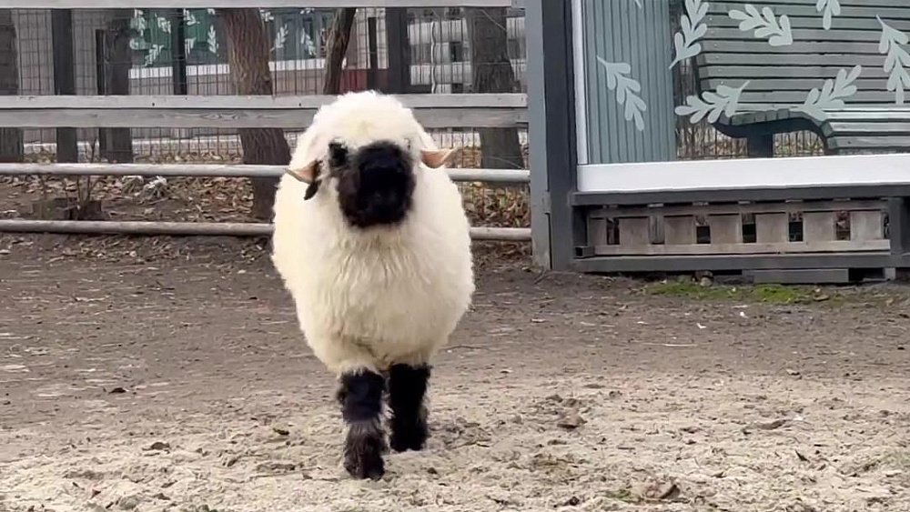 Валлийский барашек Велес стал новым обитателем челябинского зоопарка