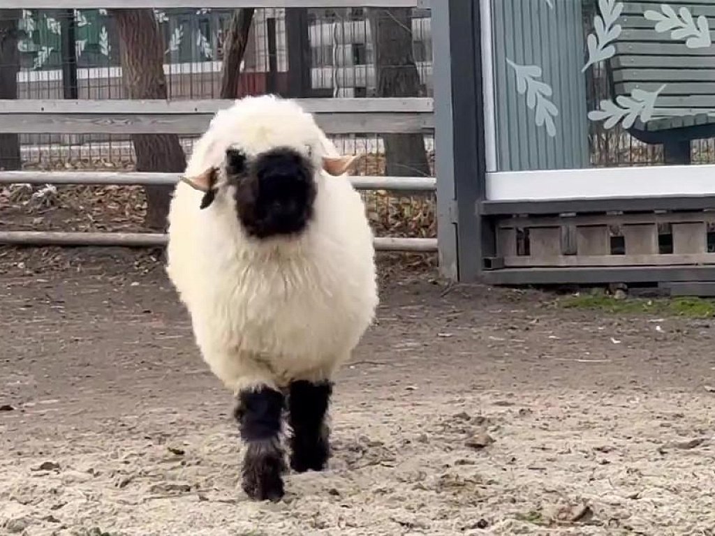 Валлийский барашек Велес стал новым обитателем челябинского зоопарка