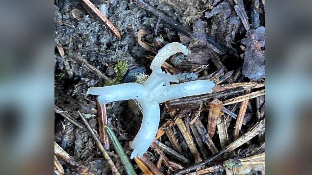 Новый вид грибов обнаружили на Таганае