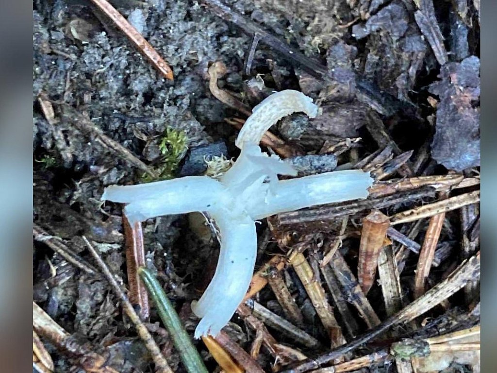 Новый вид грибов обнаружили на Таганае