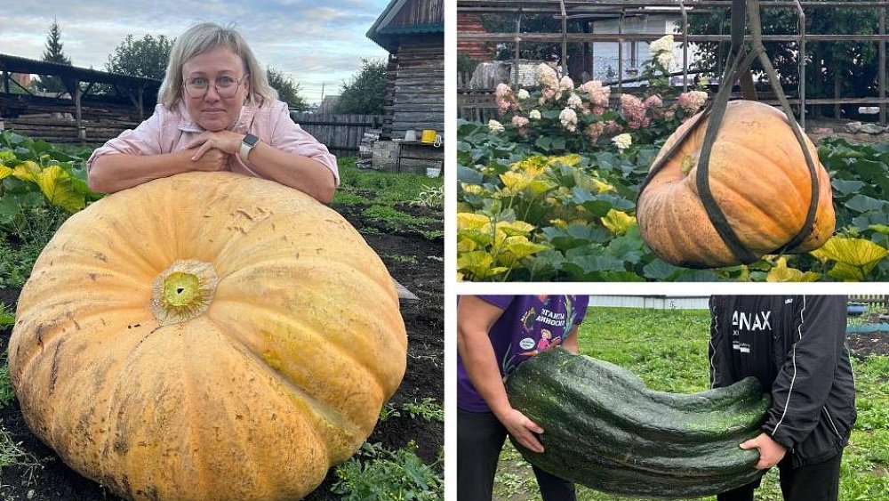 Челябинка сварила более 20 литров икры из гигантского кабачка