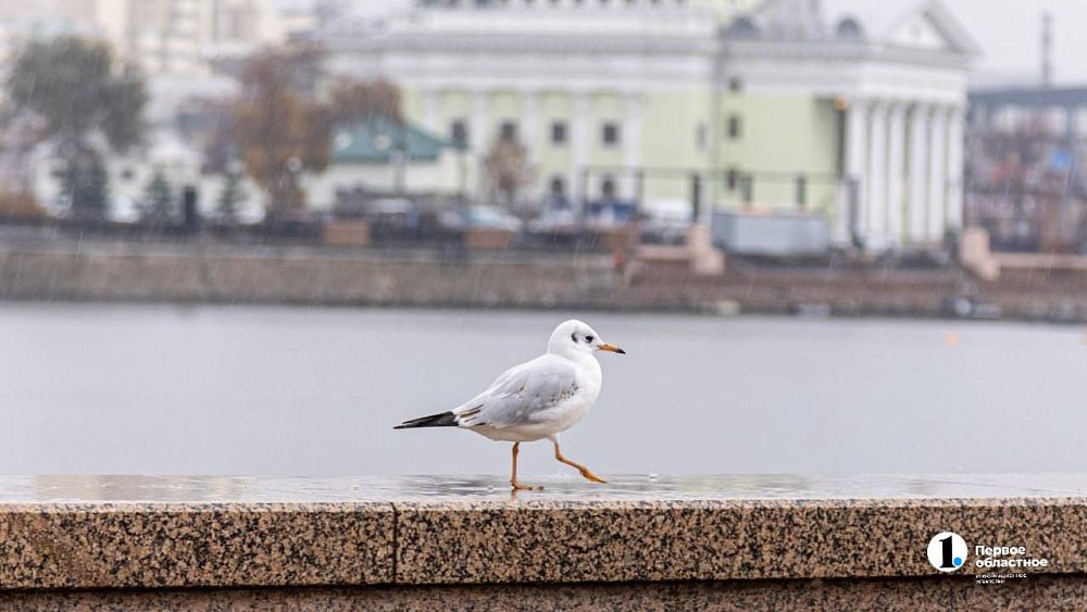 Дождливо и ветрено будет в Челябинске 30 октября