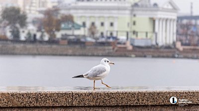 Дождливо и ветрено будет в Челябинске 30 октября Дождливо и ветрено будет в Челябинске 30 октября