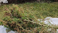 Более 1 кг марихуаны изъяли полицейские у жителя Кусы