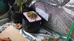 Более 1 кг марихуаны изъяли полицейские у жителя Кусы