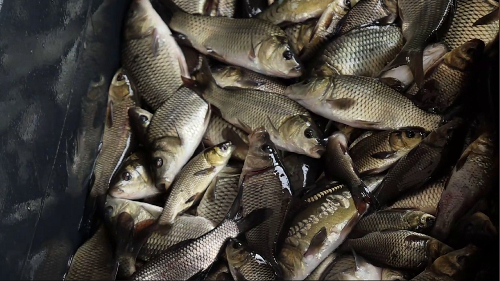 В Шершневское водохранилище выпустили 400 тысяч молодых сазанов