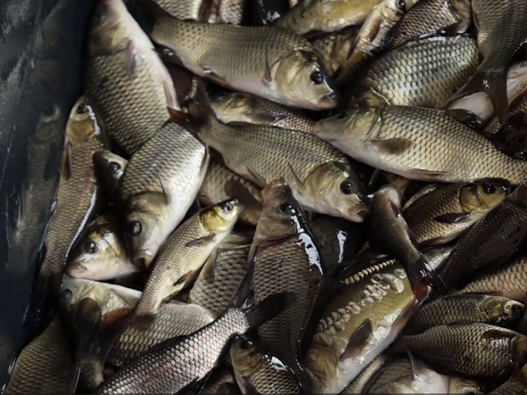 В Шершневское водохранилище выпустили 400 тысяч молодых сазанов