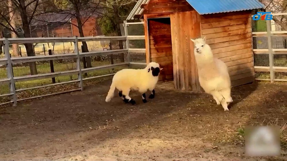 В Челябинский зоопарк приехал новенький