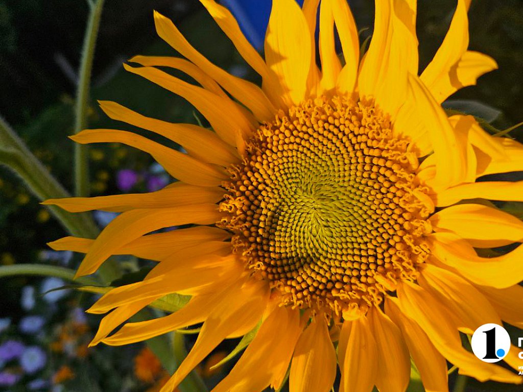 Аграрии Челябинской области планируют собрать рекордные 350 тысяч тонн масличных в 2025 году