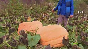 Как вырастить гигантскую тыкву и «Тромбон»?