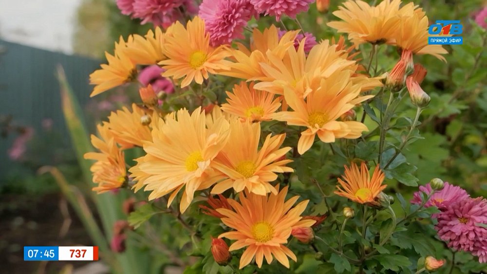 Осенние яркие краски в рубрике «Руки садовода»