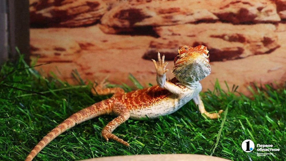 Гадюки, агамы и полозы: уральские таможенники приняли 500 рептилий